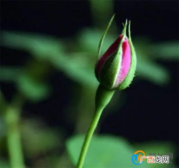 月季花怎么移栽