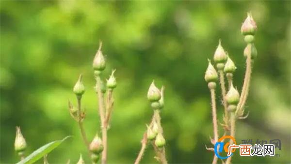 月季花怎么移栽