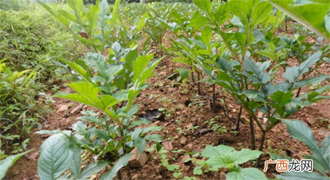 魔芋是植物吗 魔芋是什么东西