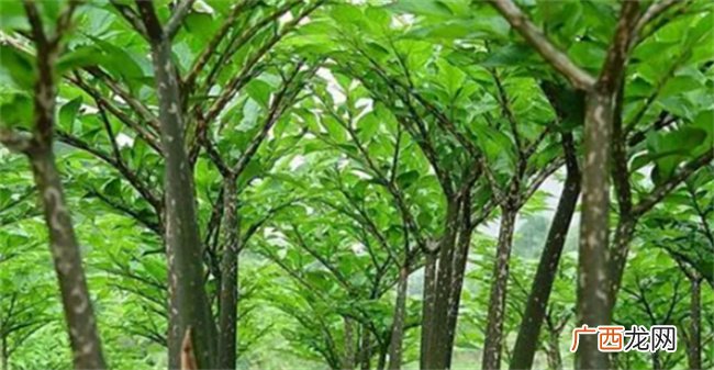 魔芋是植物吗 魔芋是什么东西