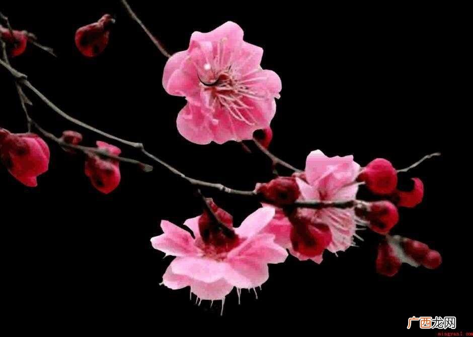 什么花三月开