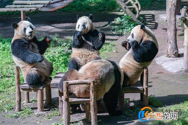 重庆四只大熊猫围桌共享大餐 麻将局组好了吗_酷知科普