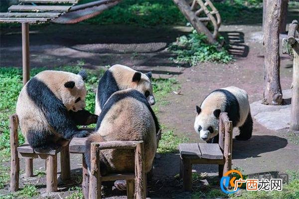 重庆四只大熊猫围桌共享大餐 麻将局组好了吗_酷知科普