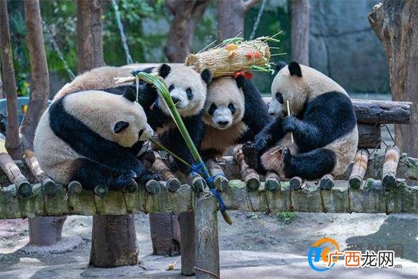 重庆四只大熊猫围桌共享大餐 麻将局组好了吗_酷知科普