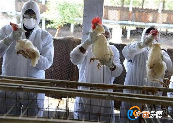拉美一些国家禽流感疫情蔓延 都有哪些国家发现疫情_酷知科普