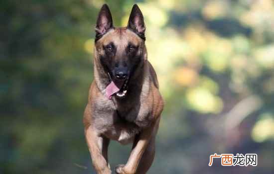 马犬多少钱一只幼犬