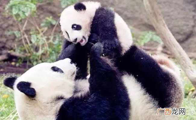 萌宠：大熊猫把宝宝搂在怀里贴贴 母爱有多幸福？