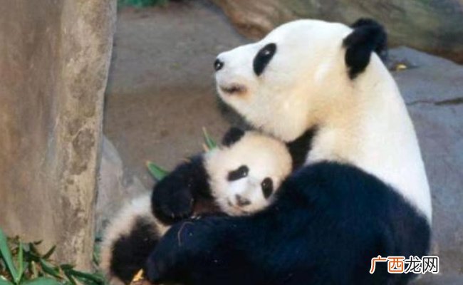 萌宠：大熊猫把宝宝搂在怀里贴贴 母爱有多幸福？
