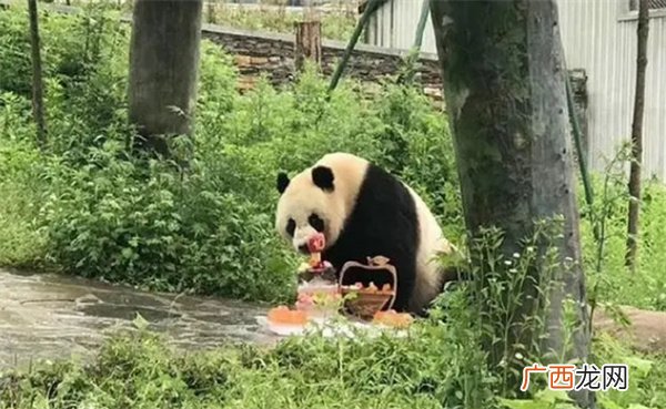 旅泰大熊猫“林惠”死因为何?