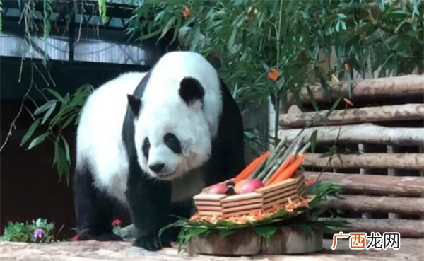 旅泰大熊猫“林惠”死因为何?