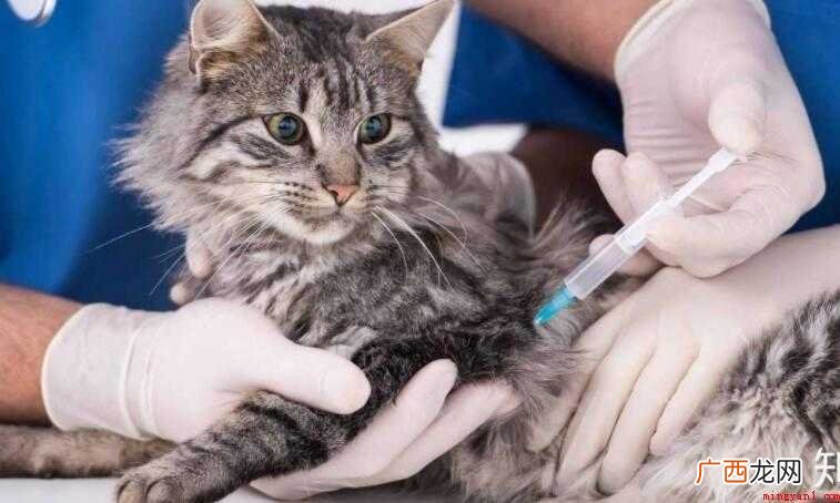 猫咪要怎么打疫苗