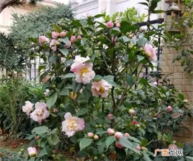 为何在家里不能养茶花茶花 家里为什么不能养茶花