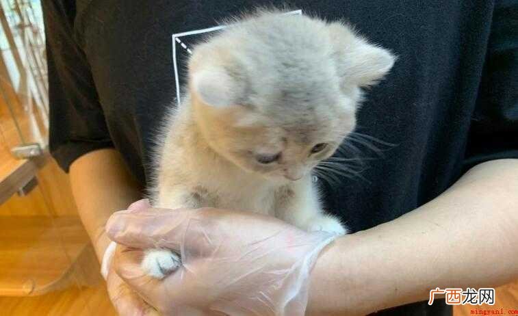 猫发情期打疫苗有影响吗