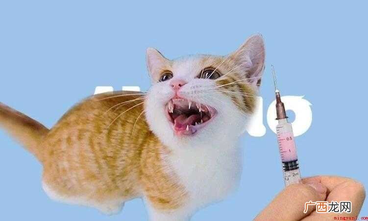猫咪三联疫苗有什么用