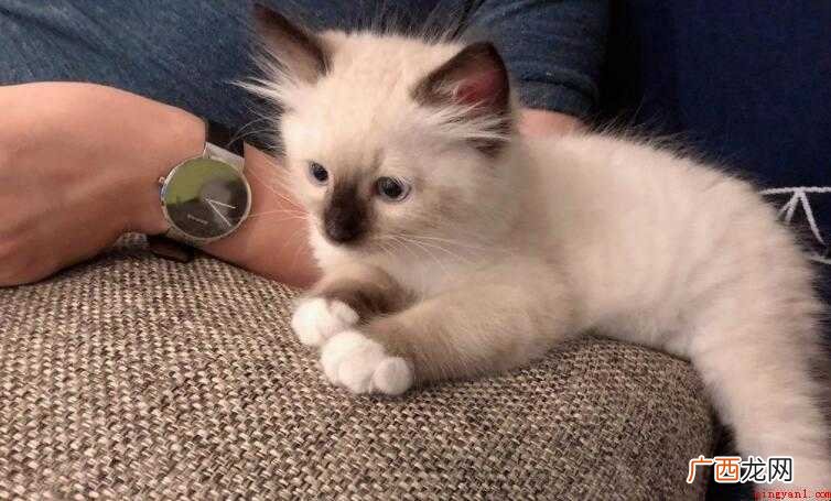 猫咪打完狂犬疫苗蔫了怎么回事