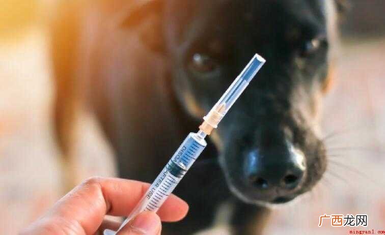 没病可以打狂犬疫苗吗