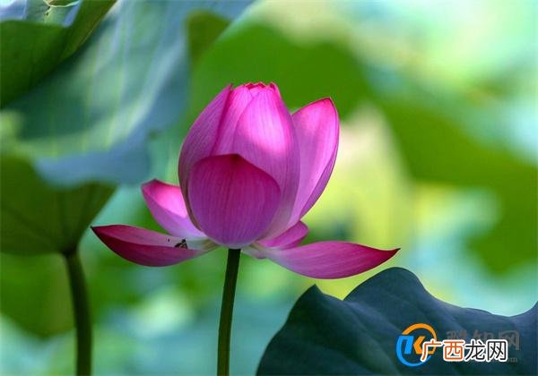 三伏天从什么时候开始 伏天从什么时候开始