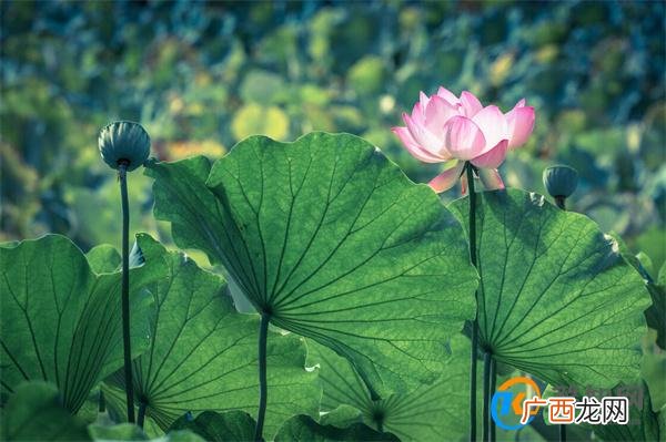三伏天从什么时候开始 伏天从什么时候开始