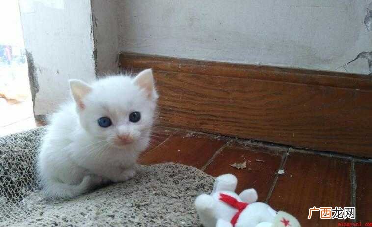 猫咪打疫苗的地方肿了怎么回事