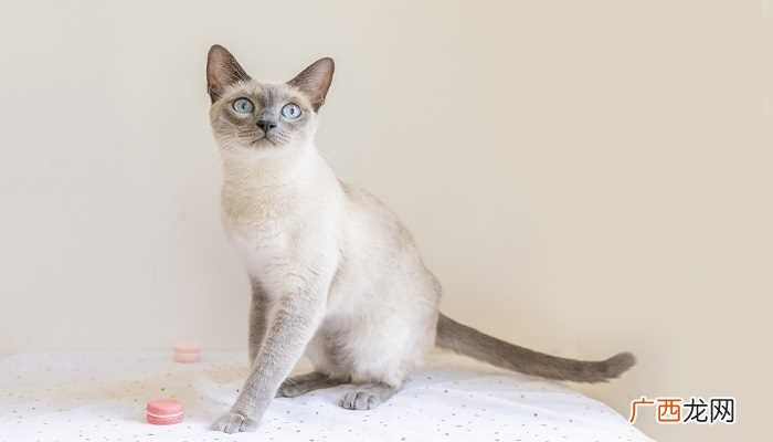 梦到猫的梦境解析