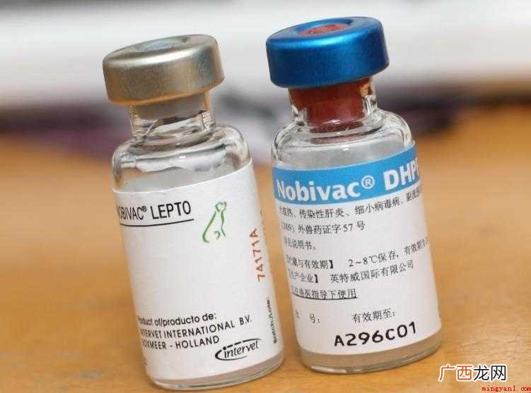 狗狗四联疫苗多少钱