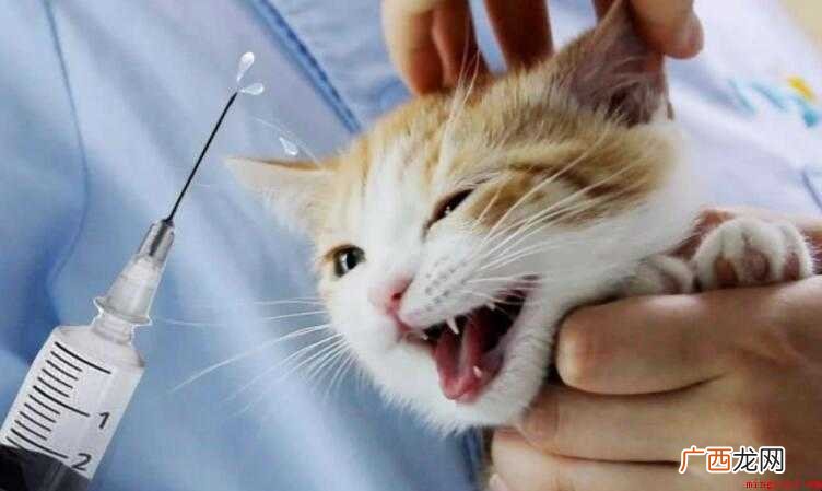 猫疫苗一共打几针