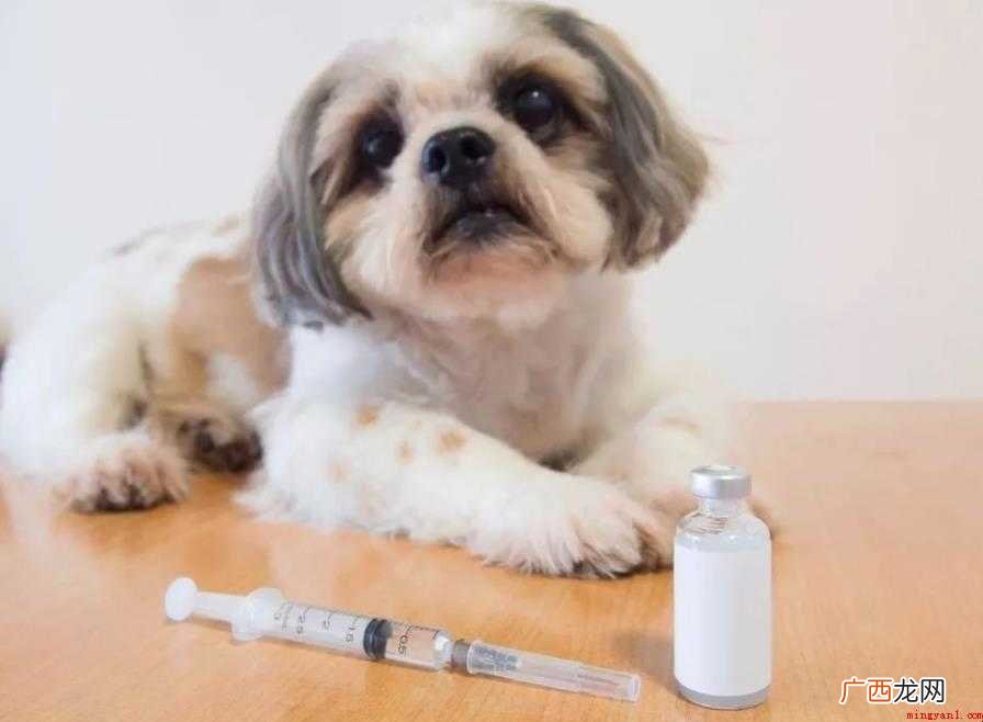 两个月小狗打什么疫苗