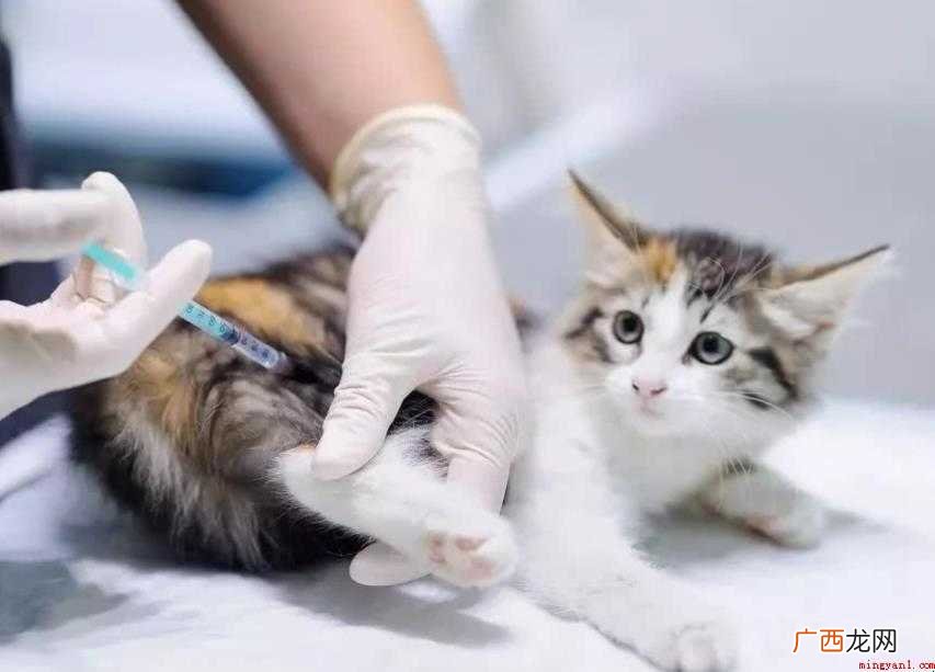 猫咪打完狂犬疫苗需要注意什么