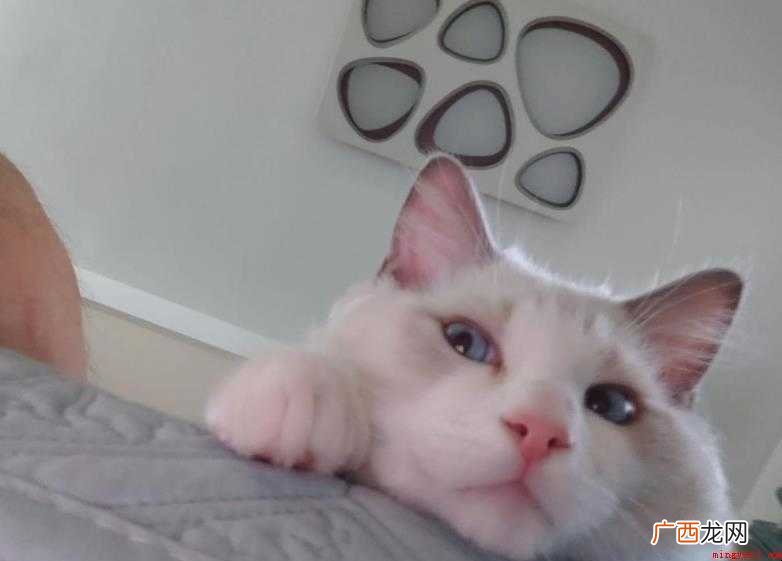 打了疫苗的猫抓出血了怎么办