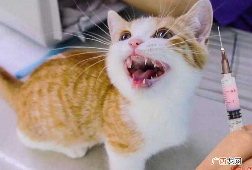猫咪疫苗每年都要打吗
