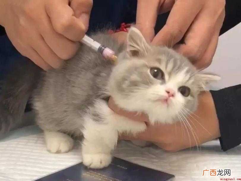 猫咪打疫苗注意事项有哪些