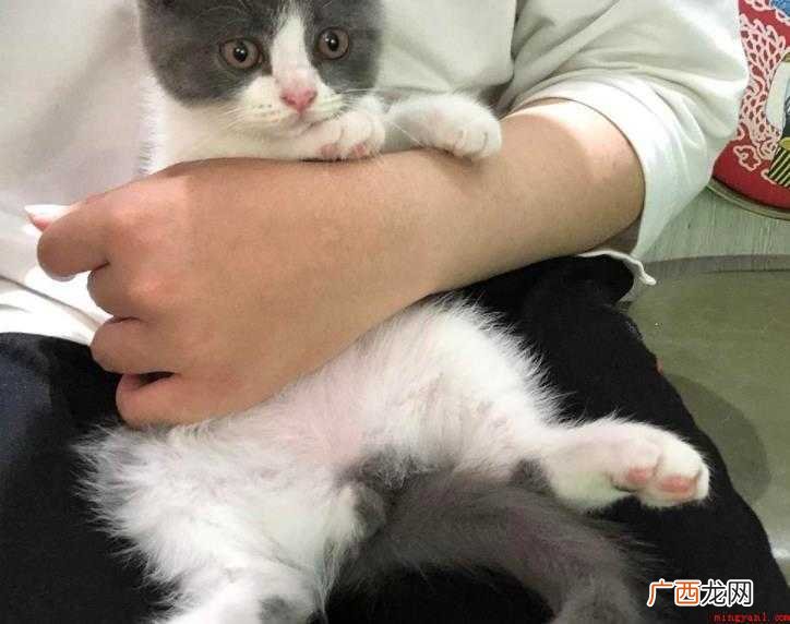 被打了疫苗的猫抓出血了怎么办