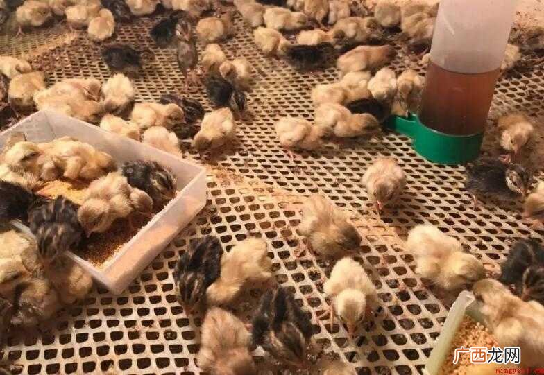 鸡痘活疫苗使用方法是什么