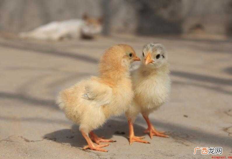 小鸡第一次做什么疫苗