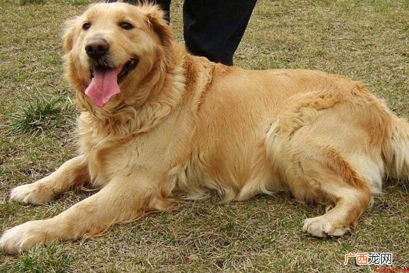 金毛幼犬疫苗怎么打