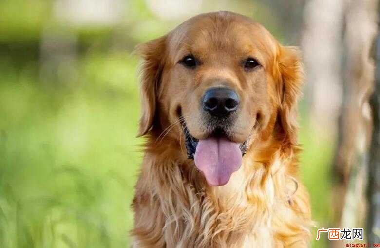 金毛幼犬疫苗打几联