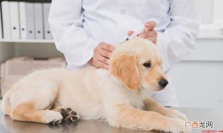 小狗打完疫苗拉稀怎么处理