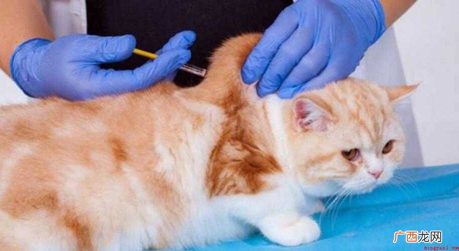 猫咪打两针疫苗够吗