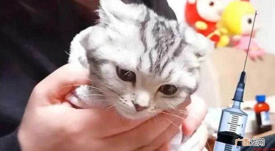 猫咪注射疫苗的注意事项是什么