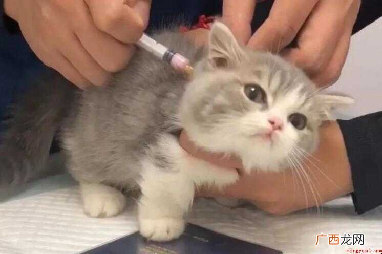 猫咪打完疫苗呕吐怎么回事