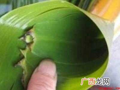 用芦苇叶如何包粽子步骤 用芦苇叶如何包粽子步骤简单