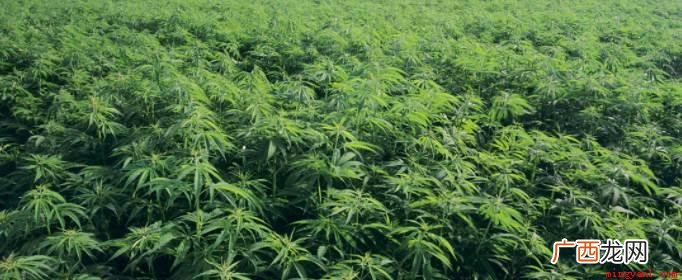 生活中经常出现的毒品有哪些 常见的传统毒害品有哪些