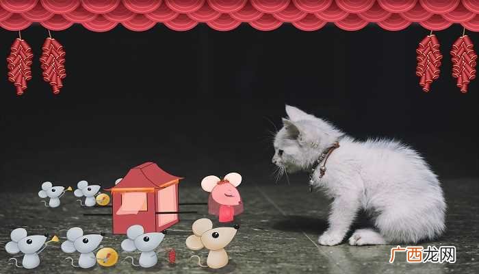 梦见被猫追