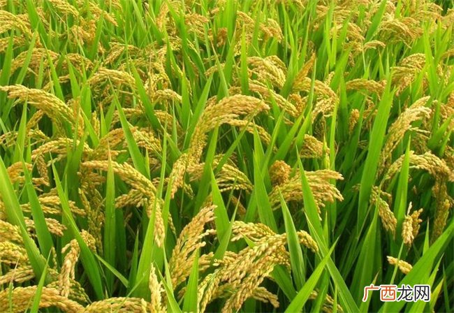 稻黍稷麦菽分别是什么东西 稷是指哪类农作物