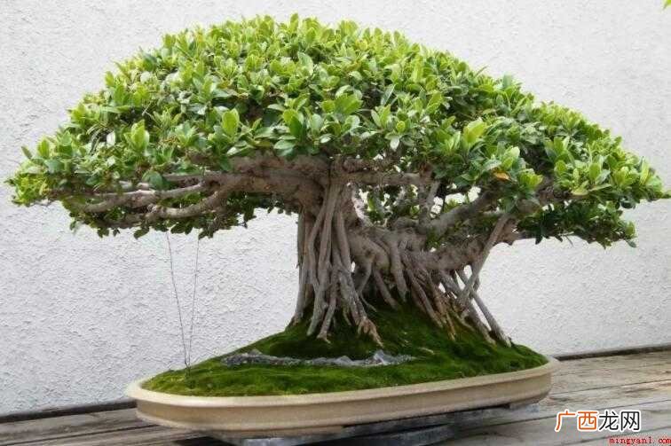 榕树盆景的寓意是什么