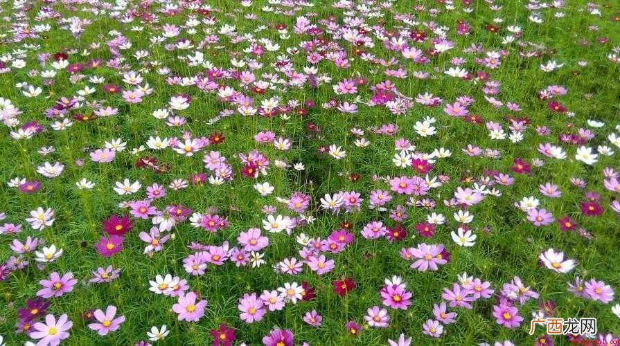 格桑花花语是什么格桑在藏语里是幸福的意思 格桑花花语是什么