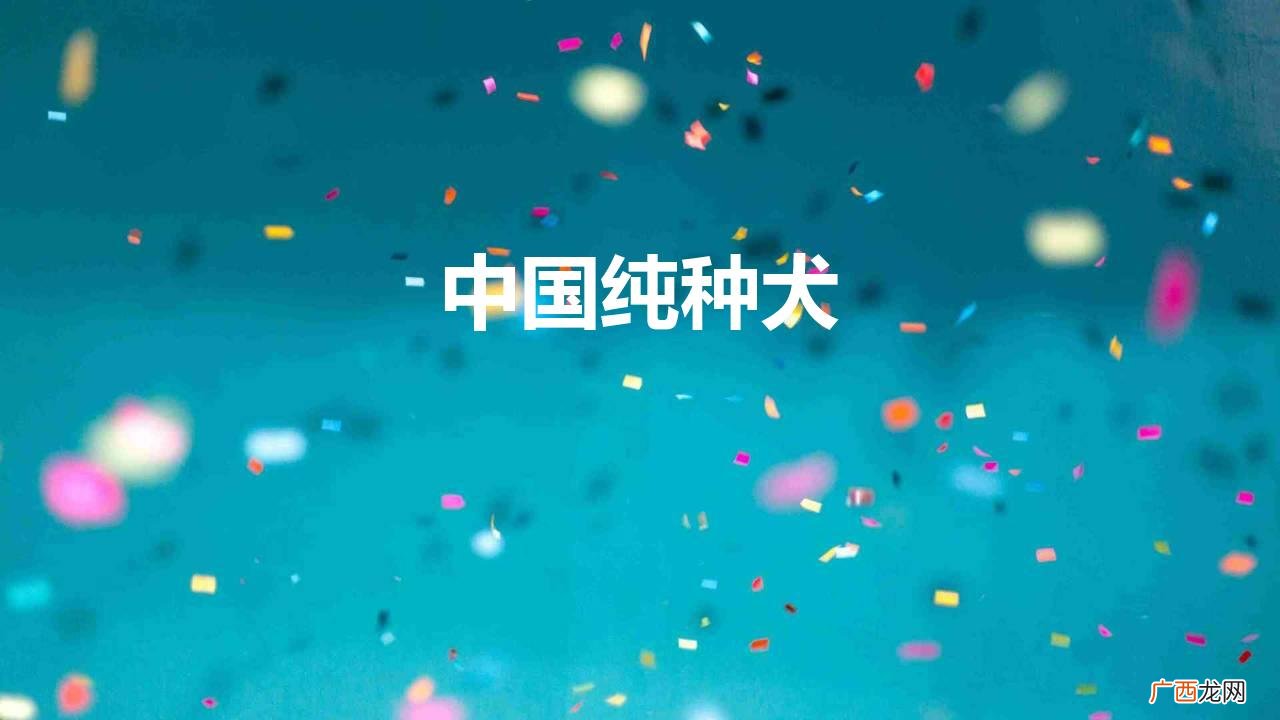 6个中国纯种狗 中国纯种犬