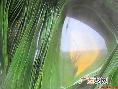 苇叶怎么保存