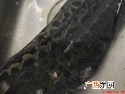 黑鱼片怎么做好吃即简单又好吃
