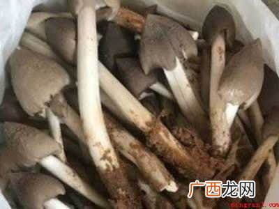 荔枝菌怎么做好吃